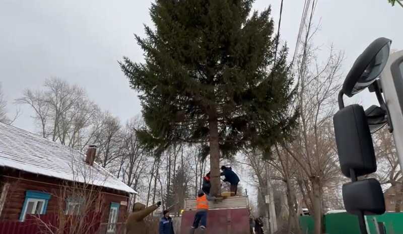 В Уфе 30-летнюю ель, принадлежавшую местной жительнице, срубили для установки на площади